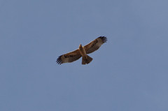 Vuorikotka Bonelli´s Eagle Aquila fasciata 1cy