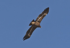 Arokotka Steppe Eagle Aquila nipalensis subadult