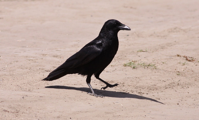 Nokivaris Corvus corone orientalis Carrion Crow