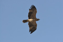 Keisarikotka Eastern Imperial Eagle Aquila heliaca subadult