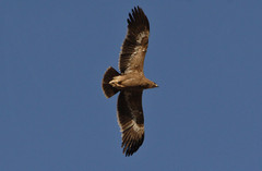 Arokotka Steppe Eagle Aquila nipalensis 2cy