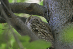 Kyläpöllönen Otus scops Eurasian Scops Owl