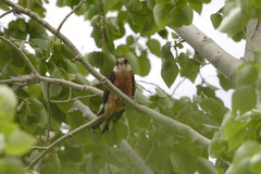 Punajalkahaukka Red-footed Falcon Falco vespertinus female
