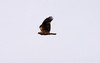 Pikkukotka Booted Eagle Aquila pennata 2cy dark morph