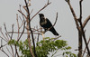 Kiinanvaris Corvus torquatus or pectoralis Collared Crow