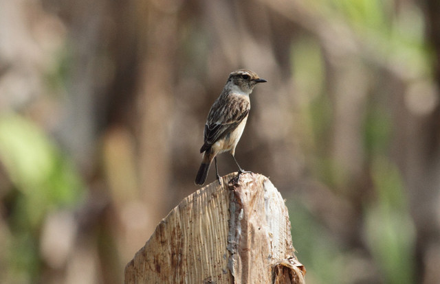 Mustapäätasku Saxicola maura Siberian Stonechat female probably ssp przewalskii 