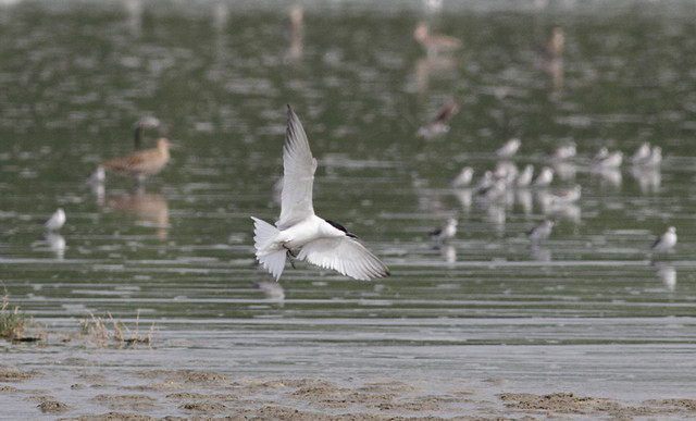 Hietatiira Gull-billed Tern Gelochelidon nilotica