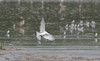 Hietatiira Gull-billed Tern Gelochelidon nilotica