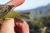 Viherkerttuli Orange-crowned Warbler Vermivora celata +1cy male