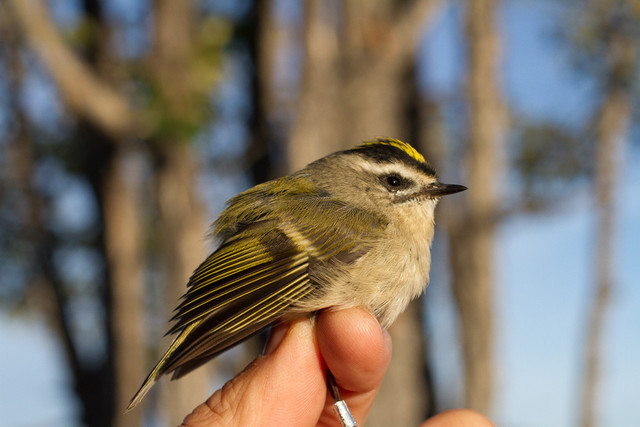 Amerikanhippiäinen Regulus satrapa Golden-crowned Kinglet