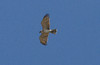 Käärmekotka Short-toed Eagle Circaetus gallicus