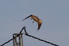 Käärmekotka Short-toed Eagle Circaetus gallicus