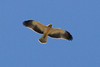 Pikkukotka Booted Eagle Aquila pennata 1cy