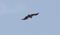 Hanhikorppikotka Gyps fulvus Griffon Vulture