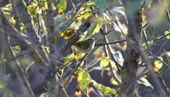 Taigauunilintu Phylloscopus inornatus Yellow-browed Warbler 26.9.2011