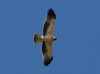 Kääpiökotka Booted Eagle Aquila pennata 1cy