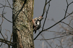 Tammitikka Middle Spotted Woodpecker Dendrocopos medius