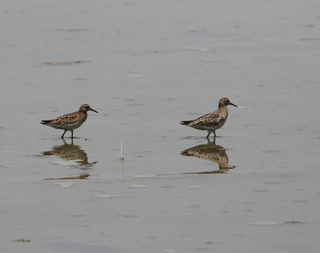 Suippopyrstösirri Calidris acuminata Sharp-tailed Sandpiper