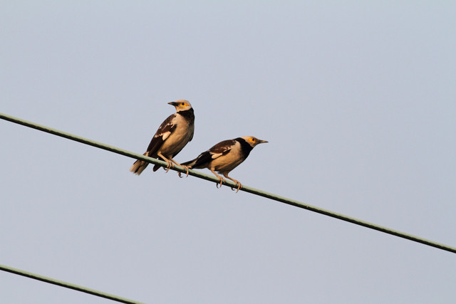 Kauluskottarainen Black-collared Starling Sturnus nigricollis 