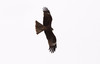 Haarahaukka Black Kite Milvus migrans adult