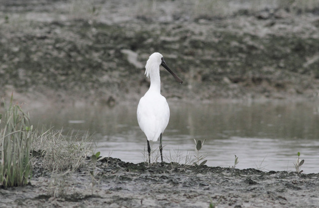 Pikkukapustahaikara Platalea minor Black-faced Spoonbill