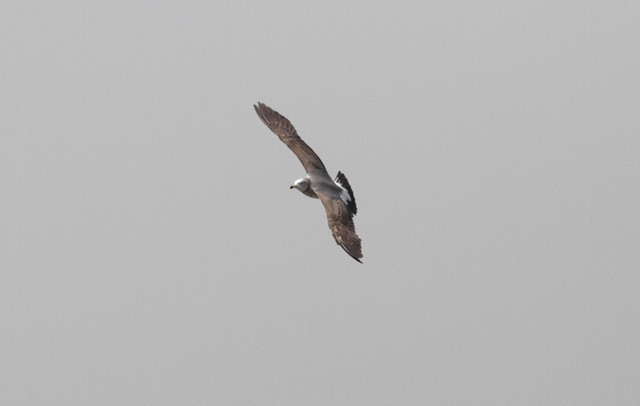 Japaninlokki Larus crassirostris Black-tailed Gull first-summer 2cy