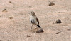 Aavikkotasku Desert Wheatear Oenanthe deserti +1cy female