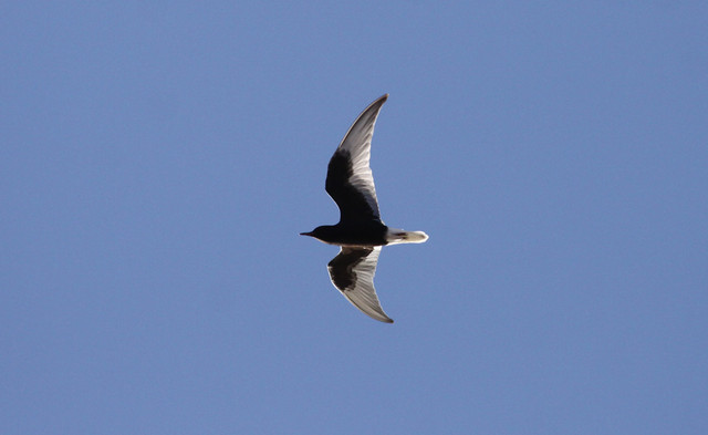 Valkosiipitiira Chlidonias leucopterus White-winged Tern adult-type in summer