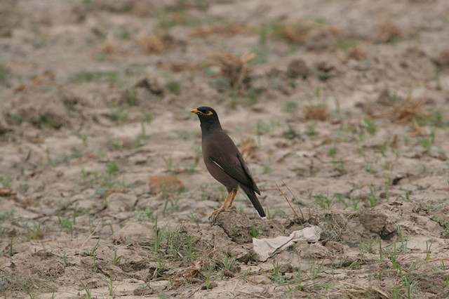 Pihamaina Common Mynah Acridotheres tristis