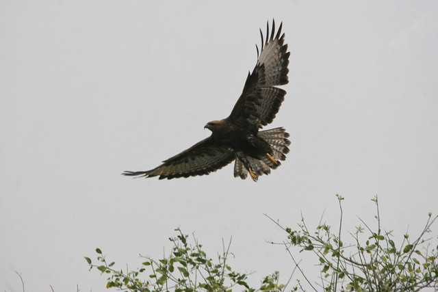 Arohiirihaukka Buteo rufinus Long-legged Buzzard tumma muoto dark morph