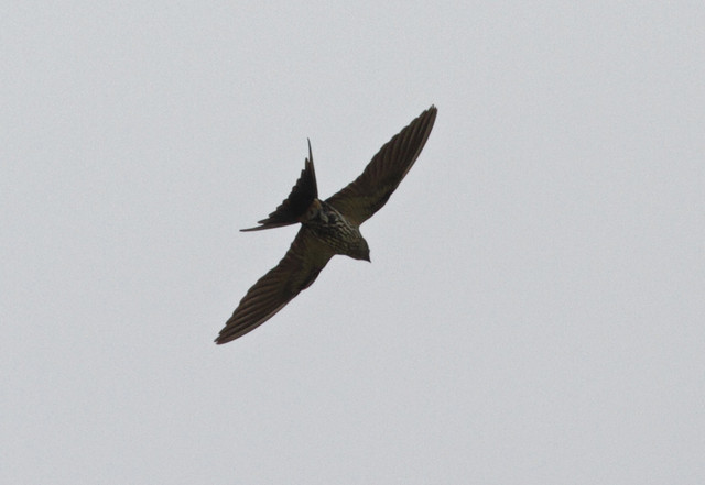 Idänruostepääsky Cecropis striolata Striated Swallow