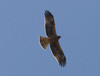 Kääpiökotka Booted Eagle Aquila pennata 1cy dark morph