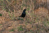 Intiantasku Saxicoloides fulicatus Indian Black Robin male