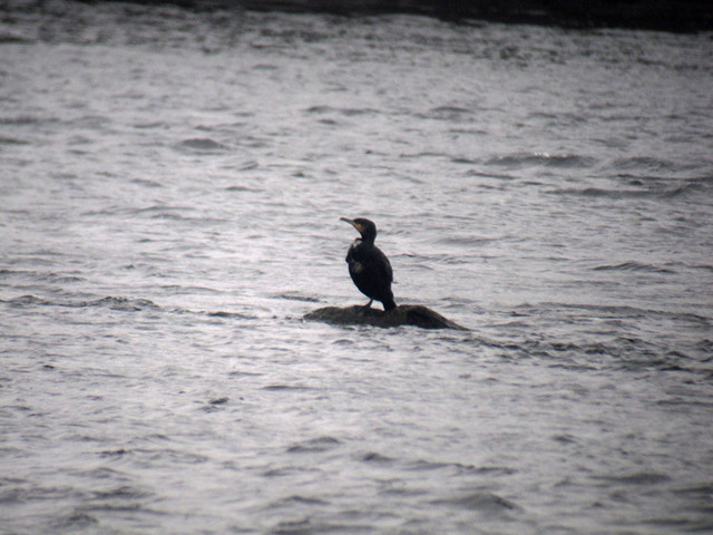 Merimetso Phalacrocorax carbo Cormorant ssp carbo