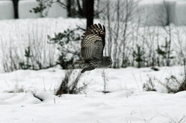 Lapinpöllö Great Grey Owl Strix nebulosa 