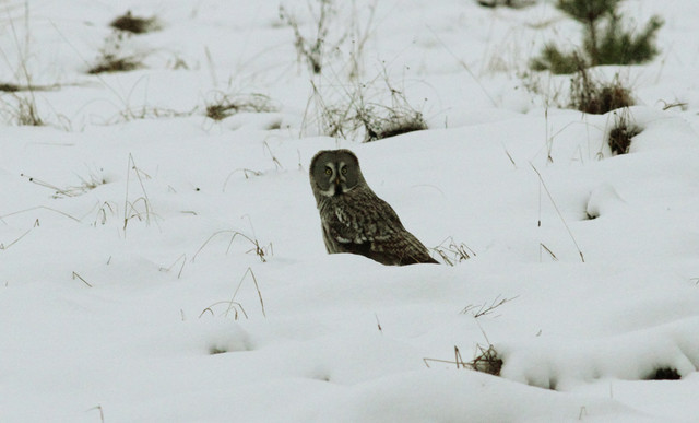 Lapinpöllö Great Grey Owl Strix nebulosa