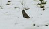 Lapinpöllö Great Grey Owl Strix nebulosa