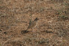 Intianpensaskiuru Indian Bushlark Mirafra erythroptera