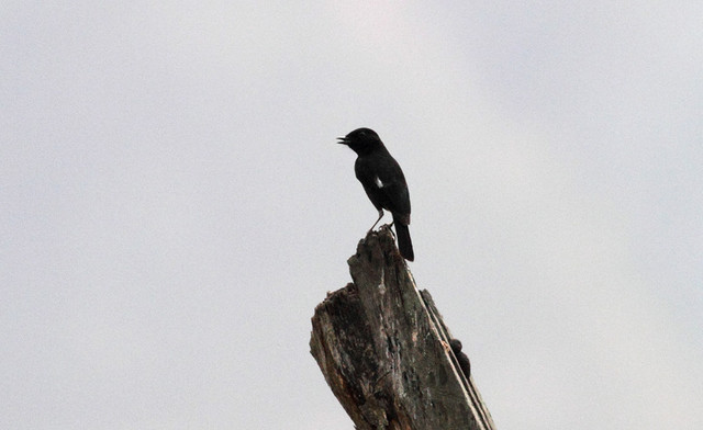 Nokitasku Pied Bushchat Saxicola caprata male