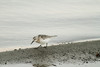 Pulmussirri Sanderling Calidris alba 1cy