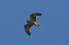 Kääpiökotka Aquila pennata Booted Eagle 1cy dark morph