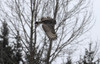 Lapinpöllö Strix nebulosa Great Grey Owl 31.12.2011