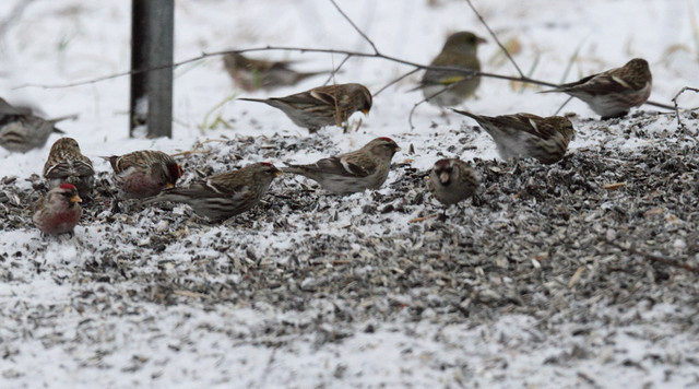 Tundraurpiainen Carduelis hornemanni Arctic Redpoll 31.12.2011