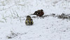 Peippo Fringilla coelebs Common Chaffinch male 31.12.2011