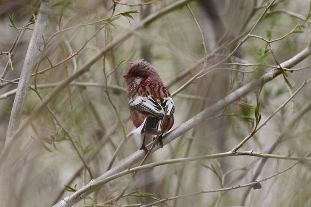 Pyrstötulkku Uragus sibiricus Long-tailed Rosefinch