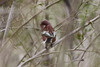 Pyrstötulkku Uragus sibiricus Long-tailed Rosefinch