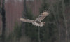 Lapinpöllö Strix nebulosa Great Grey Owl 1cy