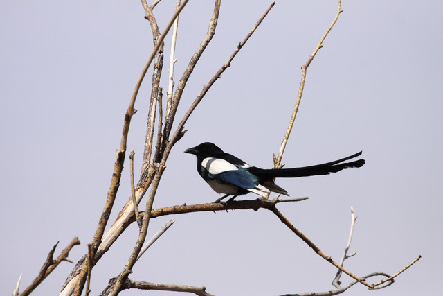 Harakka Pica pica Common Magpie ssp leucoptera