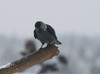 Naakka Jackdaw Corvus monedula