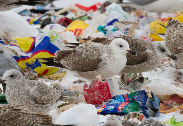 Aroharmaalokki x harmaalokki? Larus cachinnans x argentatus? 2cy